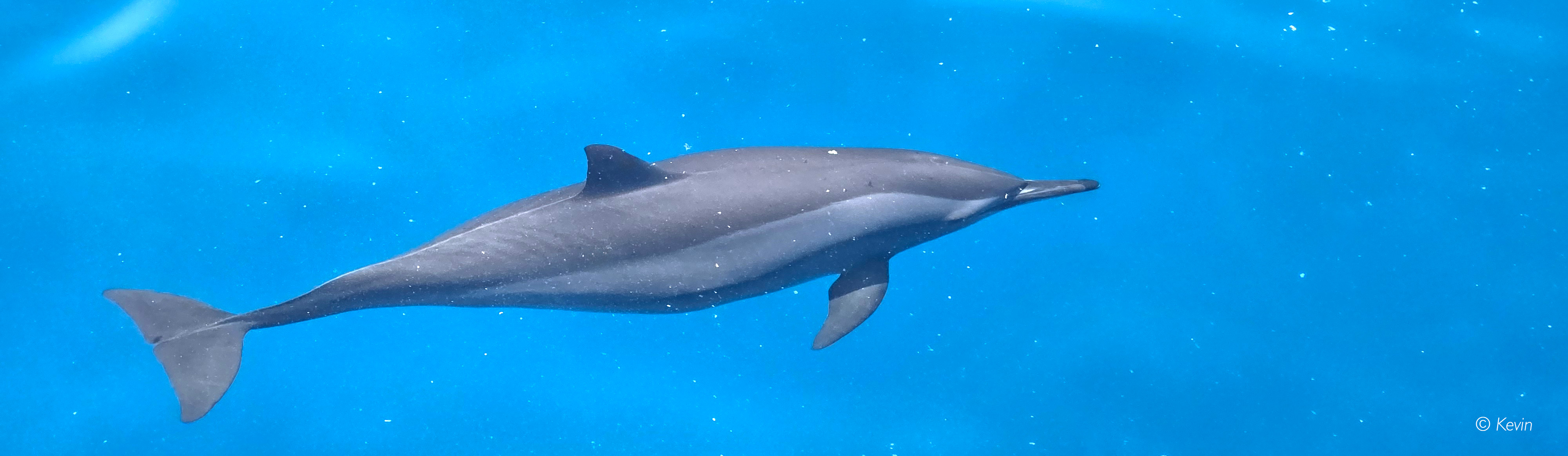 Delfin