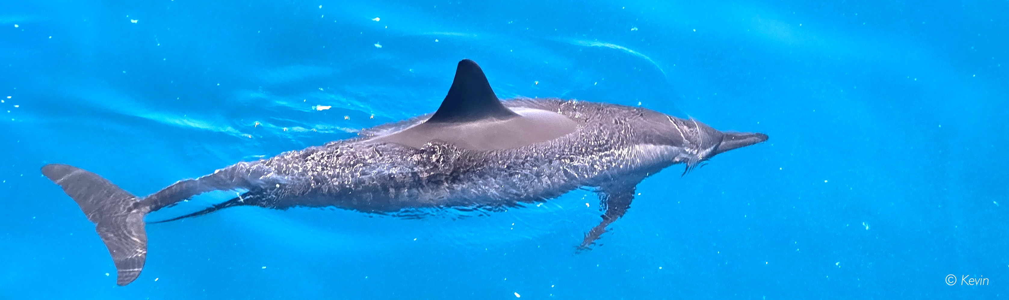 Delfin2
